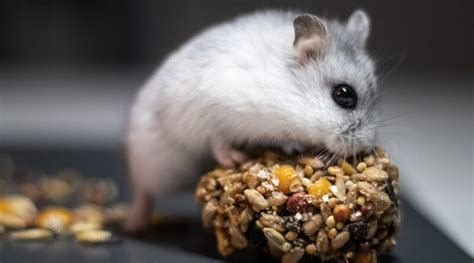 Wat Mag Een Hamster Niet Eten