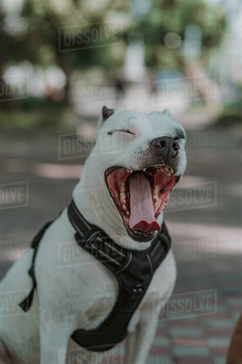 Tired Staffordshire Dog In Harness With Opened Mouth Yawning Spending