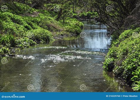 Chalk Stream In North Hertfordshire Stock Photo Image Of Flowing Riverbank