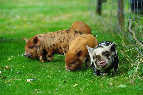 Pin By мαℓєαнα On Kune Kune Varkens Pet Pigs Cute Animals Cute Pigs