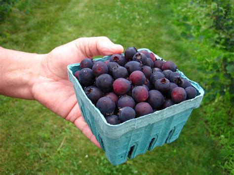 Saskatoon Berry Or Juneberry A Super Food War Is Brewing Between