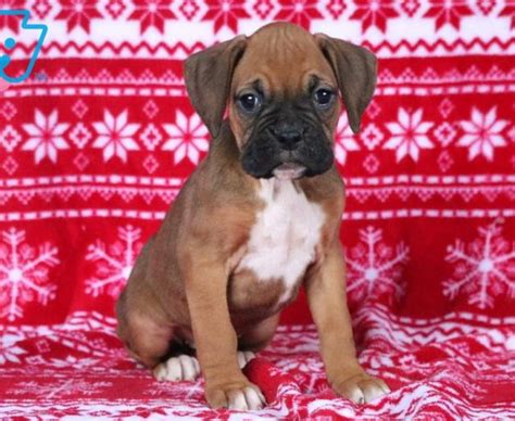 Boxer Puppies For Sale Puppy Adoption Keystone Puppies