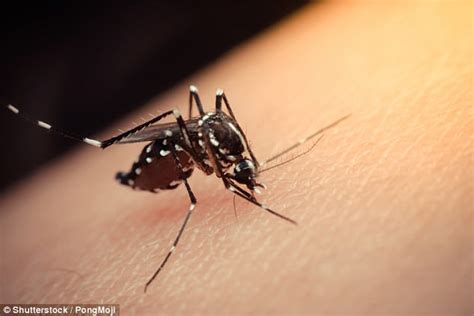 rare case of sexually transmitted zika reported in la daily mail online