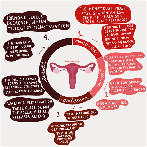 Menstrual Cycle Wheel