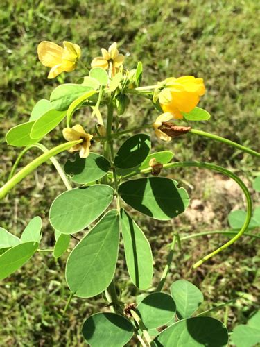 Senna Obtusifolia Flora Of The Wap Complex Legumes · Inaturalist