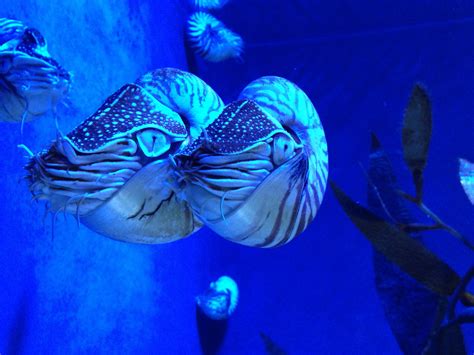 Free Images Animal Blue Coral Reef Aquarium Maritime Exot