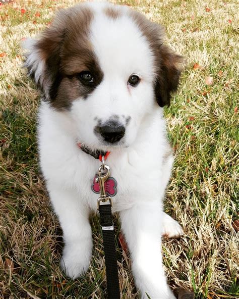 Great Pyrenees Mix Puppies Mn