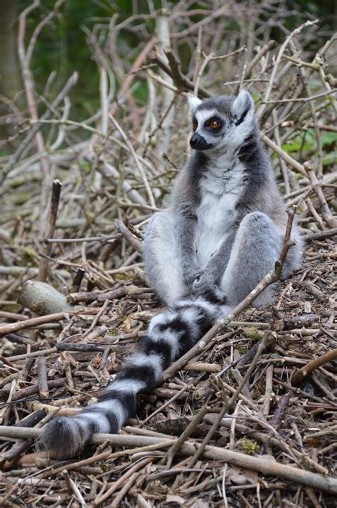 Ring Tailed Lemurs 1 Free Stock Photo Public Domain Pictures
