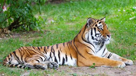 Significant Rise In Endangered Wild Siberian Tiger Population Expert