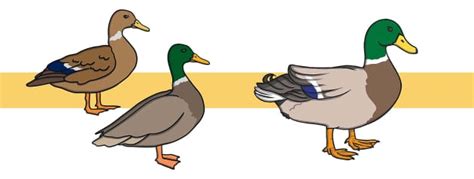 Duck Facts For Kids Twinkl Homework Help Twinkl