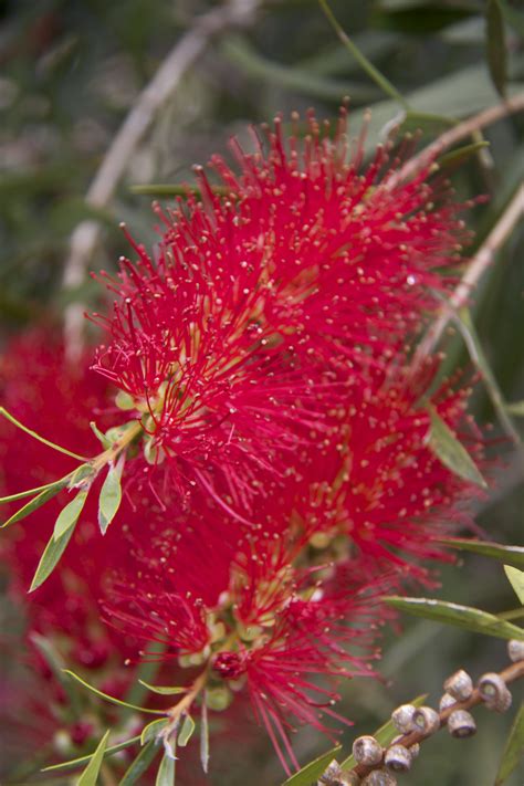 Maybe you would like to learn more about one of these? Plants for Cut Flowers & Floral Displays | Native Plant ...