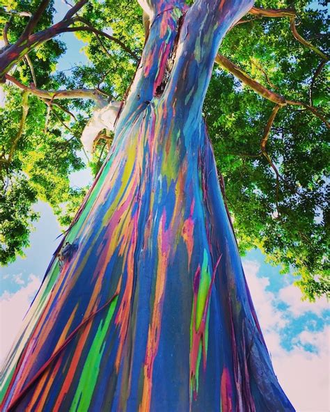 Learn How The Rainbow Eucalyptus Gets Its Colorful Appearance