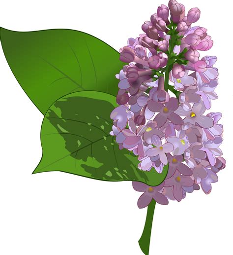 White Lilac Clipart 20 Free Cliparts Download Images On Clipground 2023