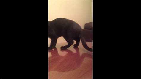 Cat Chasing Tailspinning In Circles Funny Youtube