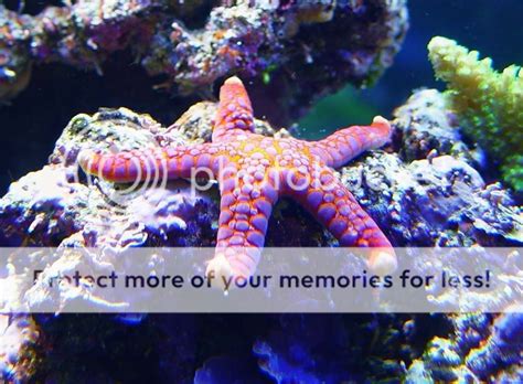 Reef Safe Starfish Reef Central Online Community