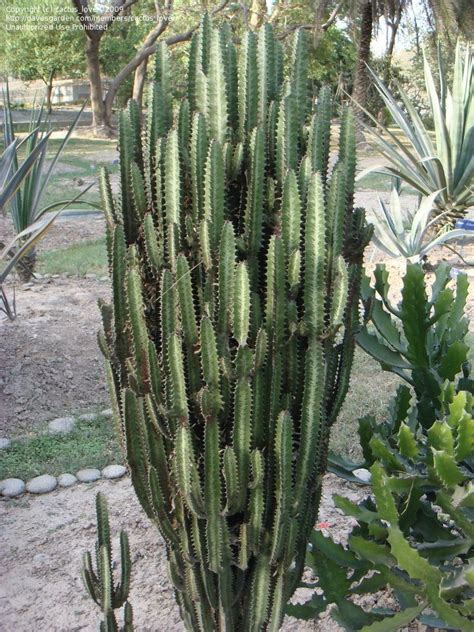 Plantfiles Pictures African Milk Tree Euphorbia Trigona By Cactus