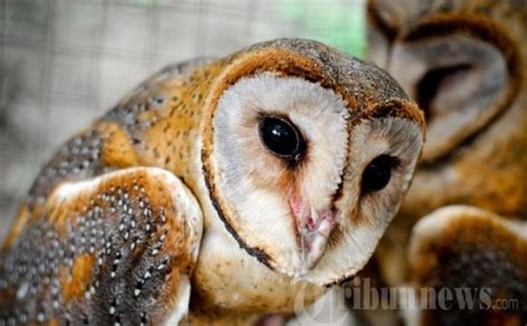 mimpi menangkap burung hantu