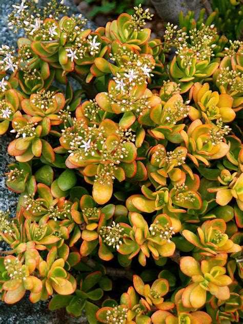 7 other types of succulents. Crassula ovata 'Hummel's Sunset' (Golden Jade Tree ...