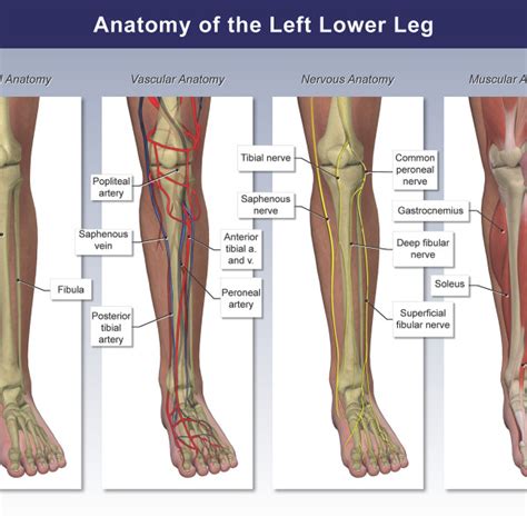 Anatomy Of The Left Lower Leg Trialexhibits Inc