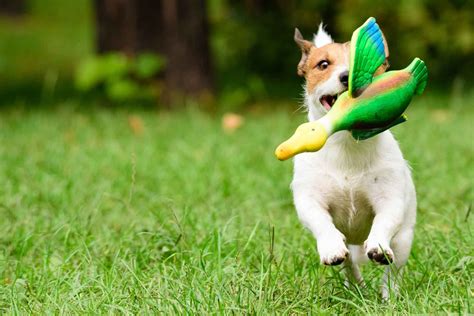 How to Train Your Dog to Bring Back a Toy | Wag!