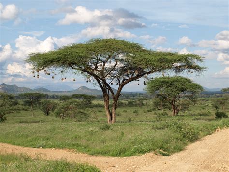 Merry Christmas From Kenya Acacia Tree Adorned With Weaver Bird Nests