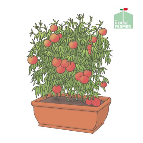 Tomato Planters How To Grow Tomatoes In Pots Even If We Decide To