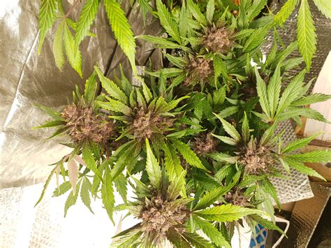 Strain Galerie Blackberry Fast Buds Company Pic 08012078718383913