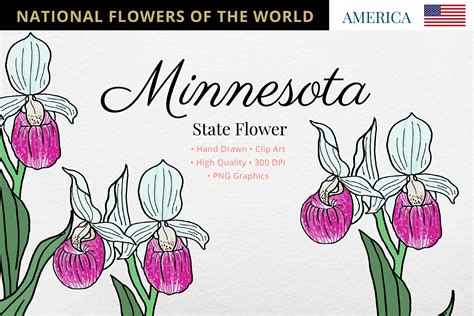 Minnesota State Flower Gráfico Por Hanatist Studio · Creative Fabrica