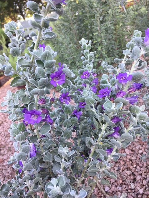 Texas Ranger Aka Texas Sage Backbone Valley Nursery