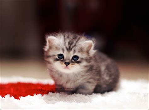 100+ Wallpaper Kucing Lucu dan Comel Kualitas HD