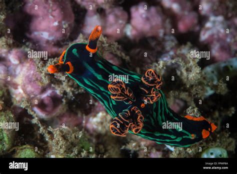 Green Nudibranch Hi Res Stock Photography And Images Alamy