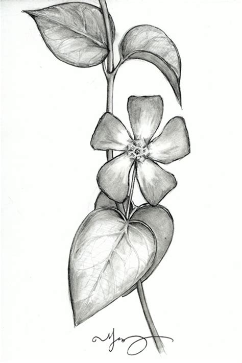 50 Easy Flower Pencil Drawings For Inspiration Pencil Drawings Of