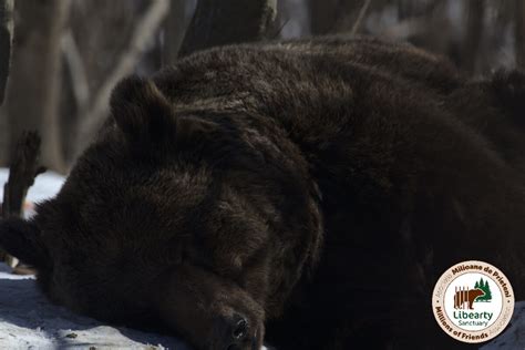How Do Bears Communicate Asociația Milioane De Prieteni
