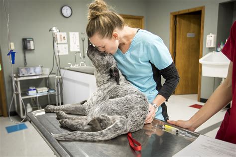 The pet boom: Vets dealing with surge in animal care needs