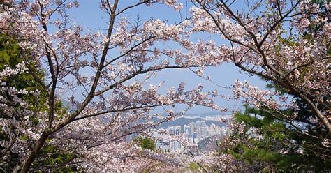 Korean Cherry Blossom Album On Imgur