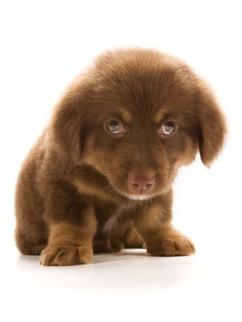 59 Best Sad Dogs Images On Pinterest Sad Doggies And Dogs
