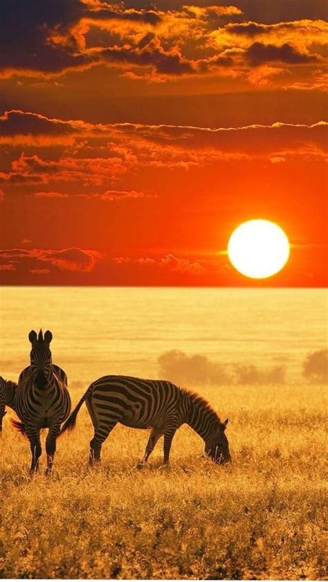 Sunset In South Africa African Animals Animals Zebras