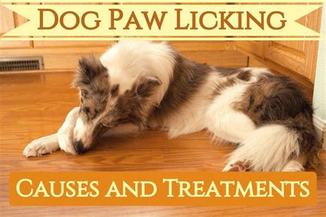 10 Reasons Why Your Dog Keeps Licking Their Paws So Much Dog Chewing