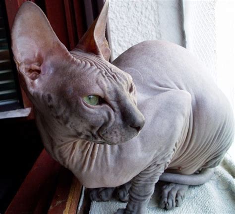 10 Best Sphynx Cat Names