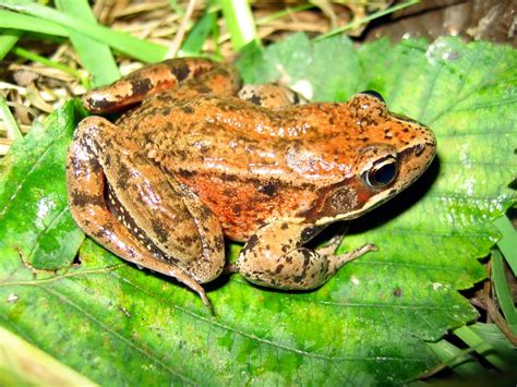 Free Picture Adult Northern Red Legged Frog Bright Green Leaf Rana Aurora