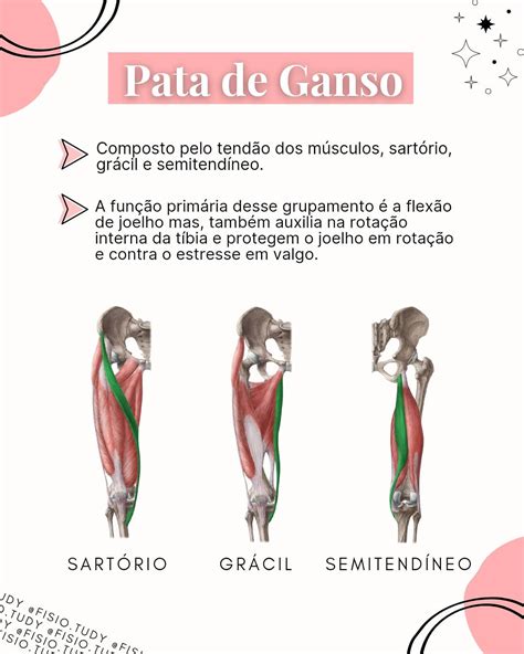 Pata De Ganso Anatomia
