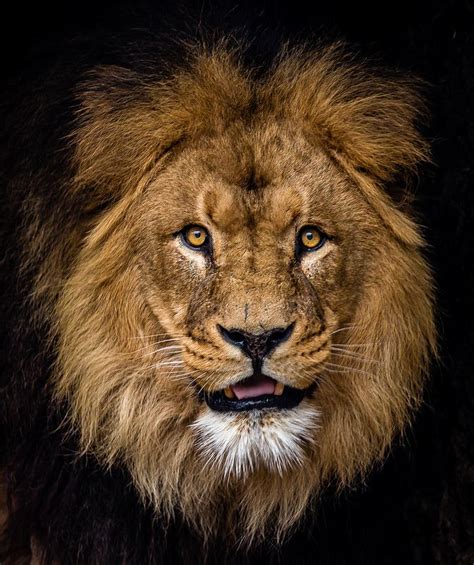 Lion Portrait Animal Kingdom Beautiful Photos Pinterest