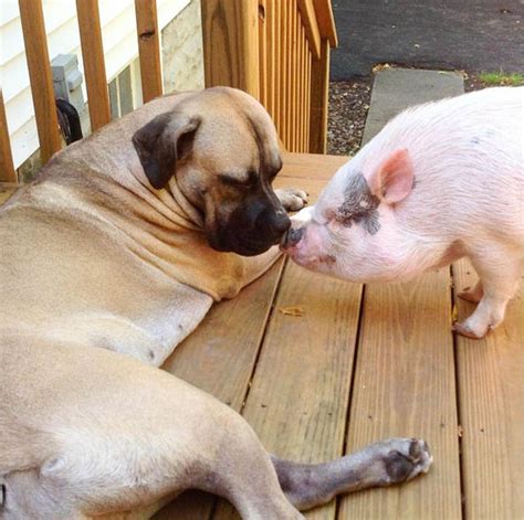 This Pet Pig Is Bed Friends With Two Dogs Nature News