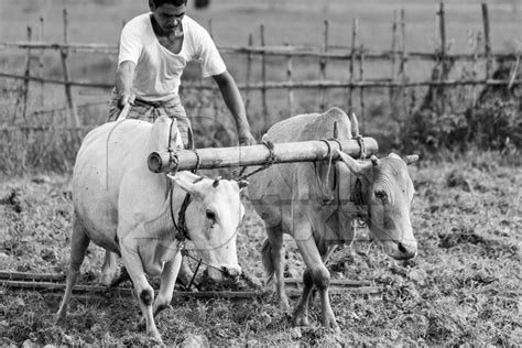 Working Bullocks Pulling Plough In A Field On A Farm In Rural Assam In