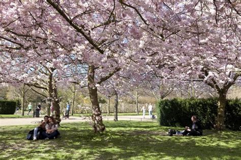 Hanami Bringing Tranquillity To The Uk Primrose Blog London Garden