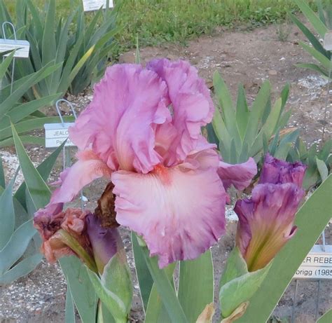 Photo Of The Bloom Of Tall Bearded Iris Iris Jennifer Rebecca