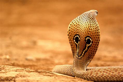 Spectacled Cobra Information And Facts 4 1 Toxic Snake