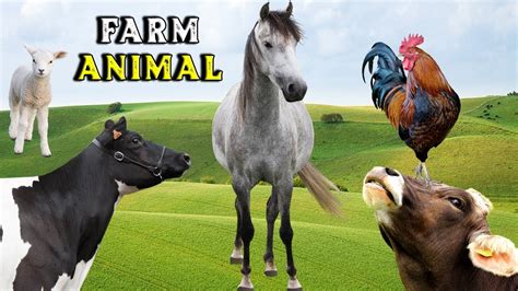 Animais Domesticados Na Fazenda Som Natural De Animais Farm Animal