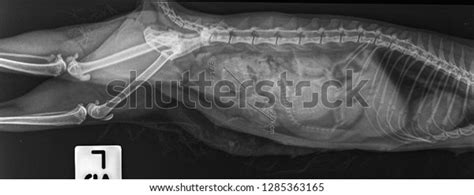 X Ray Pregnant Cat Side View Stock Photo 1285363165 Shutterstock