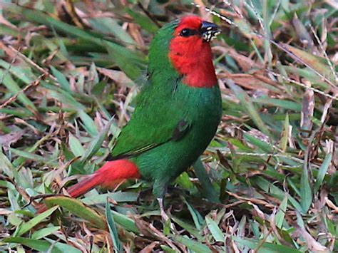 Red Throated Parrotfinch Ebird